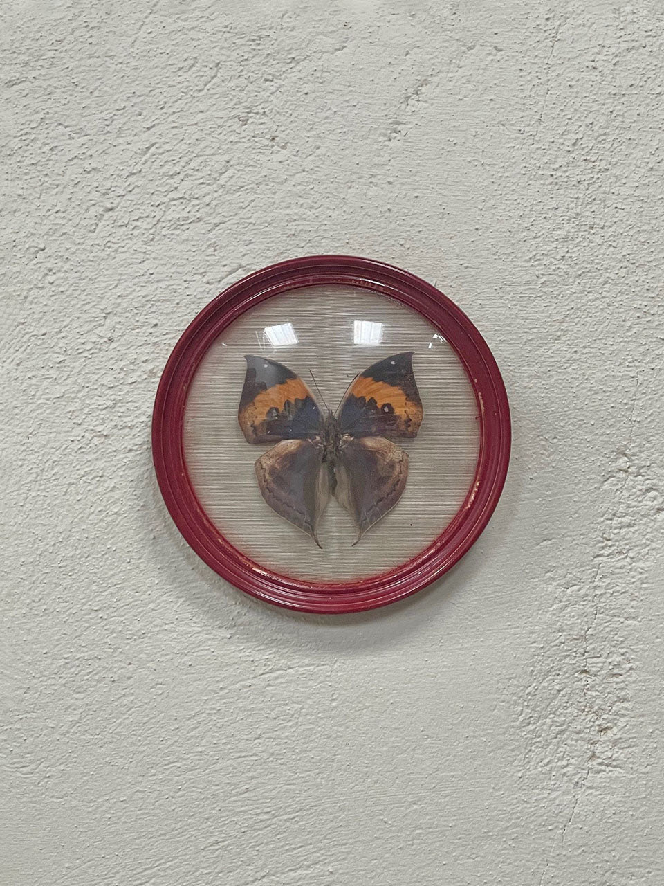 Framed butterfly