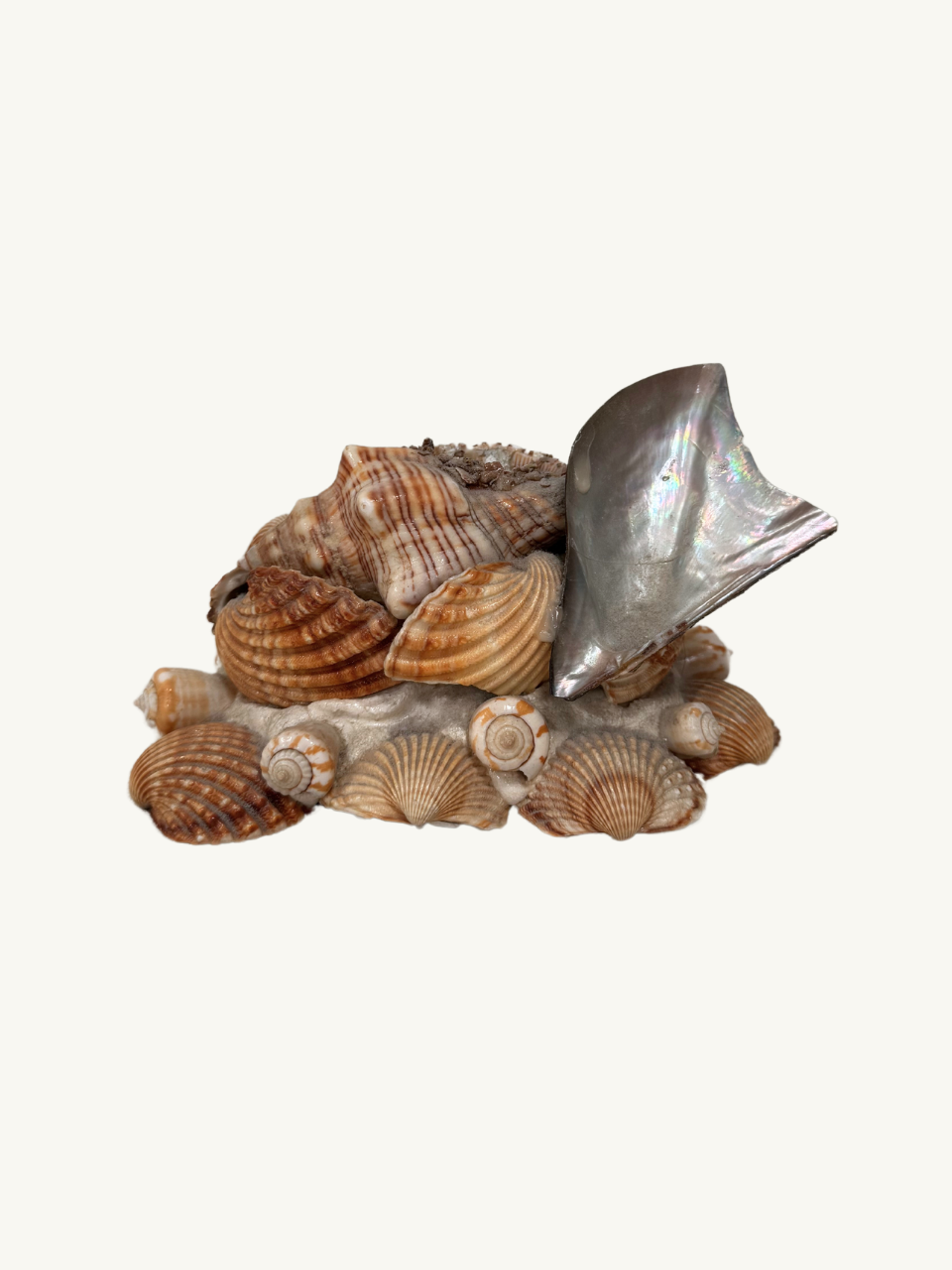 Shell ornament