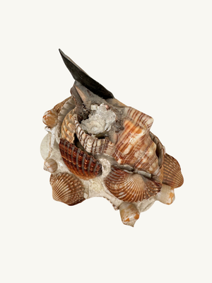 Shell ornament