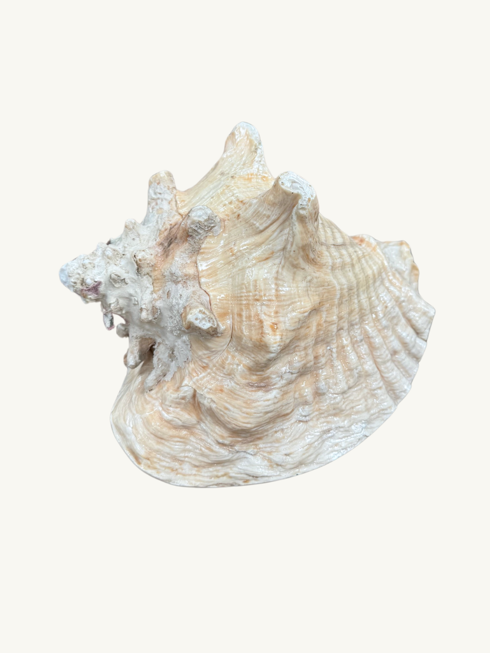 Conch shell