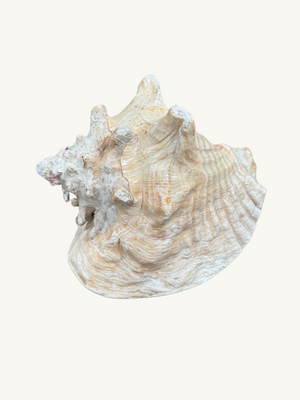 Conch shell