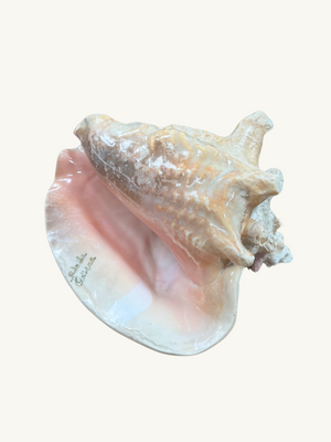 Conch shell