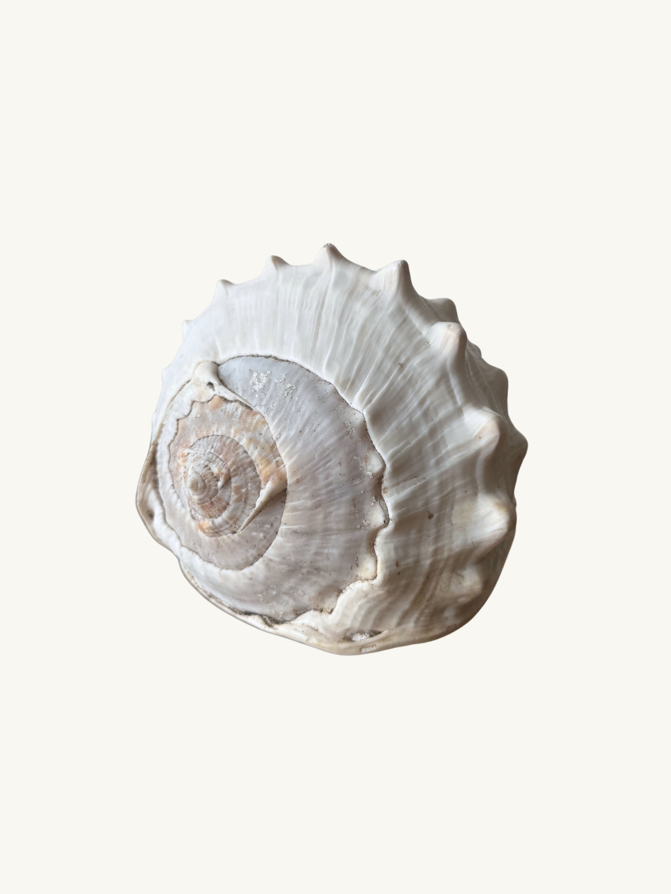 Conch shell