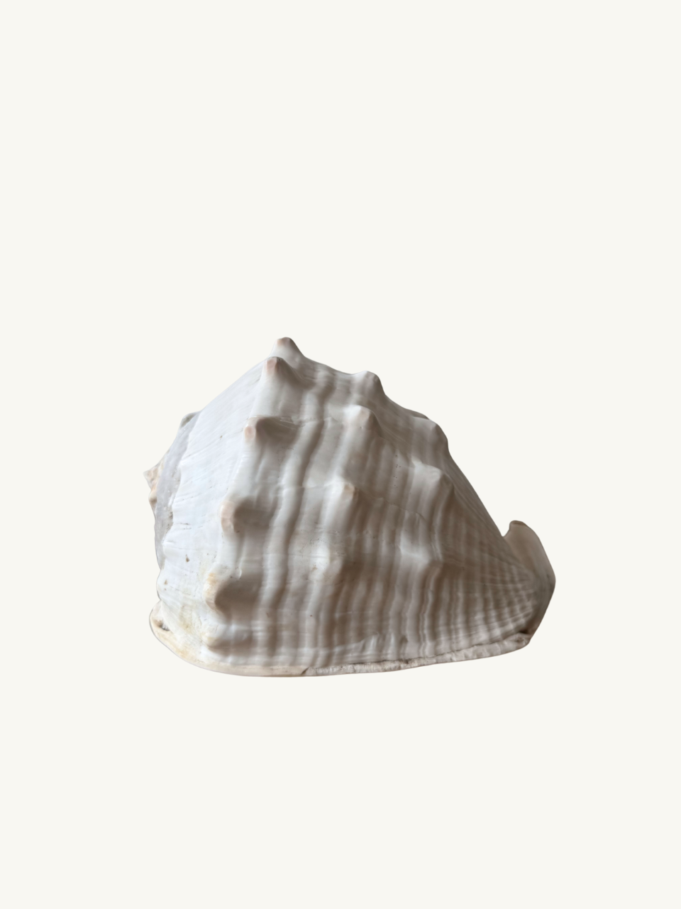 Conch shell