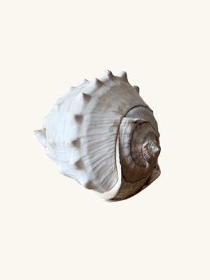 Conch shell