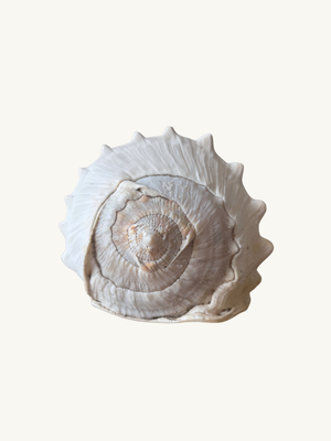 Conch shell