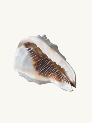 Conch shell