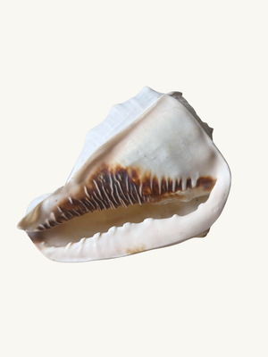 Conch shell