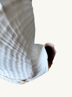 Conch shell