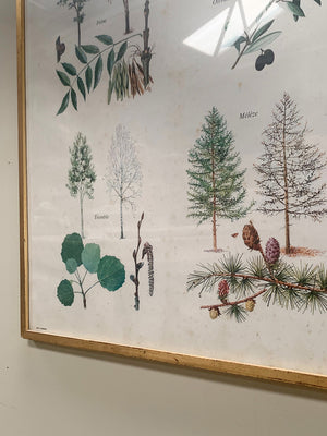 Large botanical framed print #1