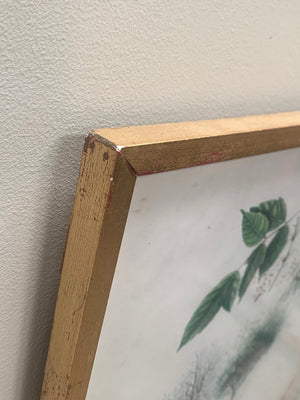 Large botanical framed print #1