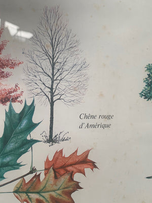 Large botanical framed print #1