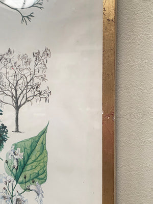 Large botanical framed print #1