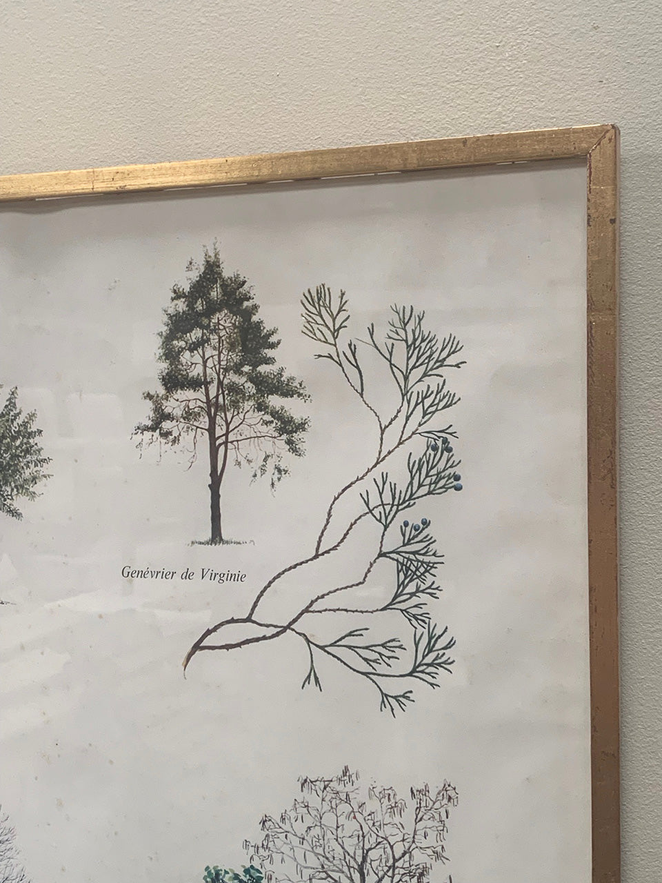 Large botanical framed print #1