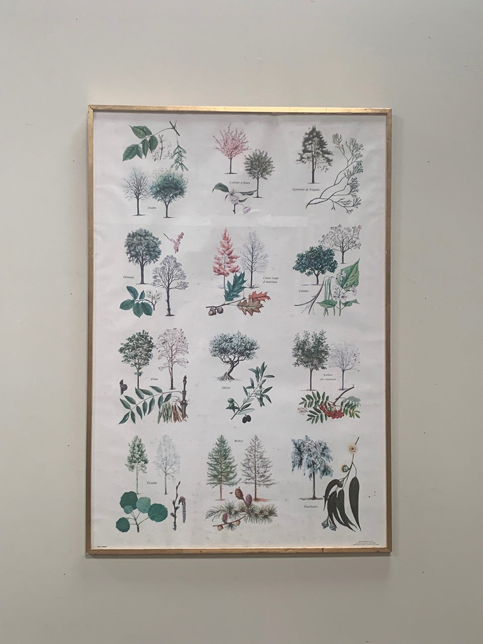 Large botanical framed print #1