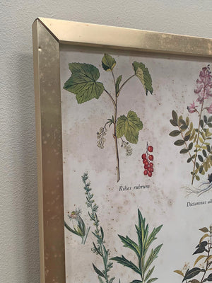 Large botanical framed print #2