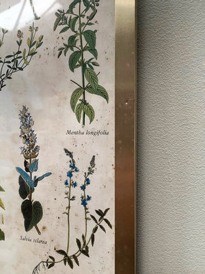 Large botanical framed print #2
