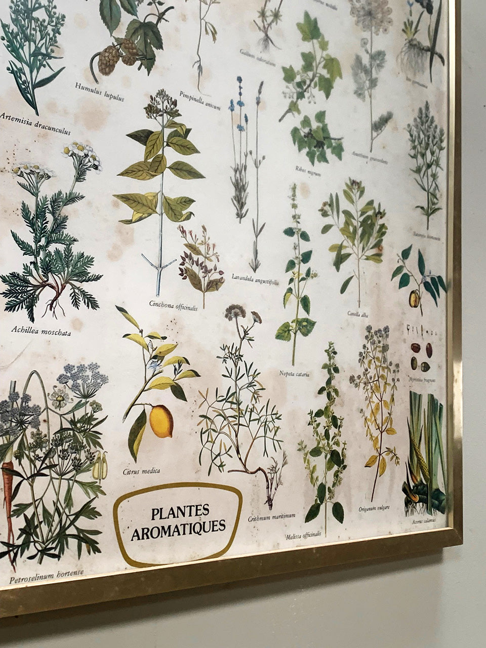 Large botanical framed print #2