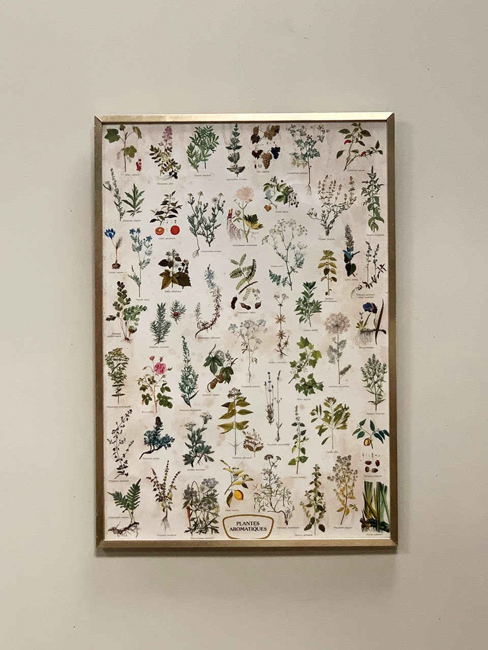 Large botanical framed print #2