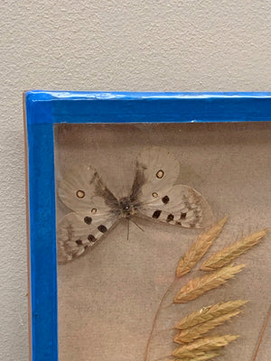 Butterfly diorama