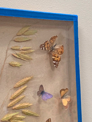 Butterfly diorama