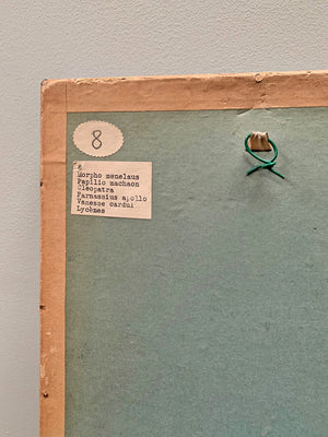 Butterfly diorama