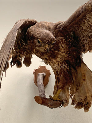 Taxidermy hawk