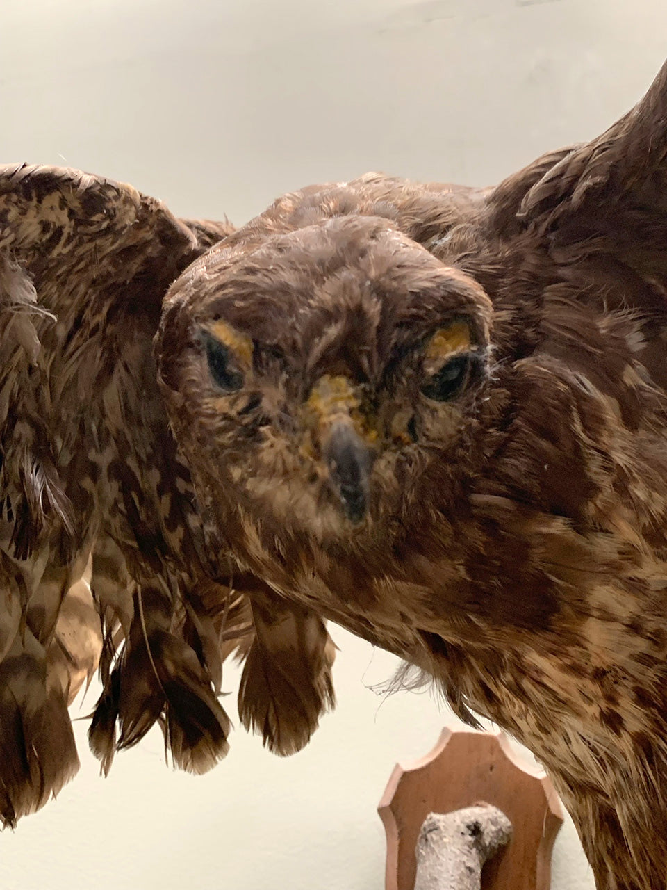 Taxidermy hawk