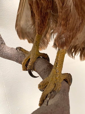 Taxidermy hawk