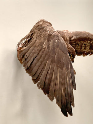 Taxidermy hawk