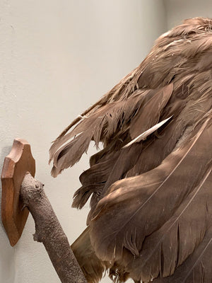 Taxidermy hawk