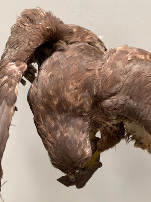Taxidermy hawk