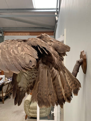 Taxidermy hawk