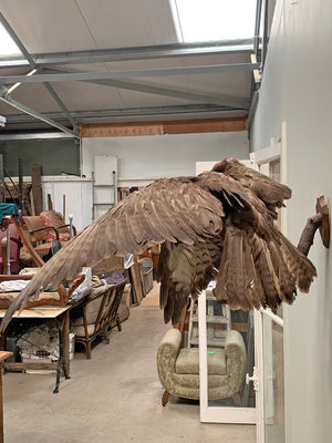Taxidermy hawk