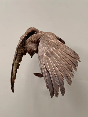 Taxidermy hawk