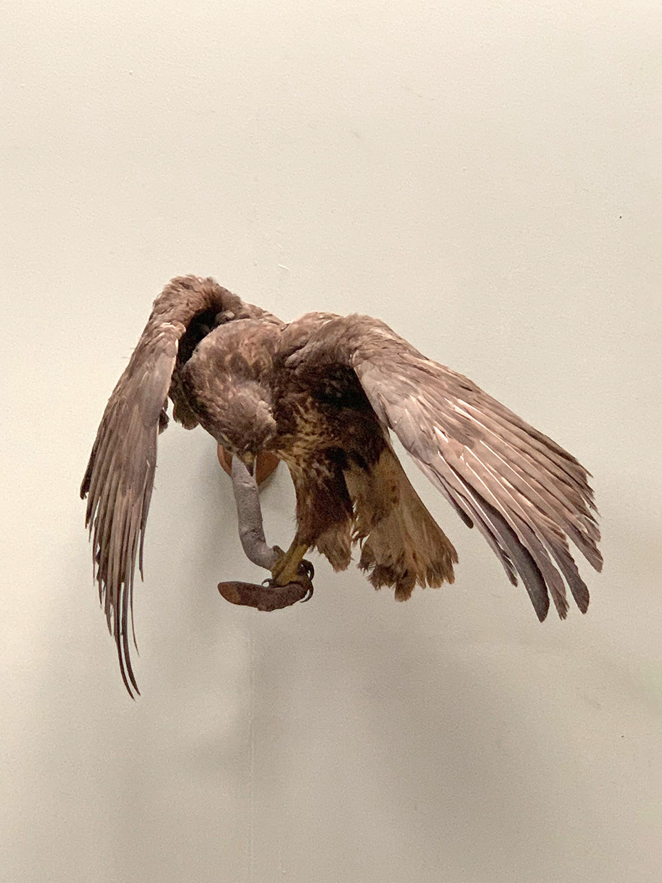 Taxidermy hawk