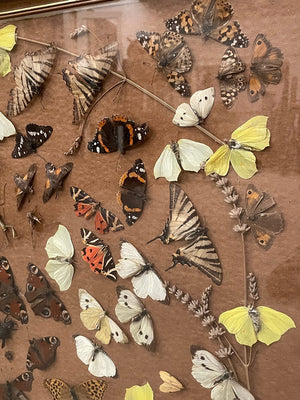 Framed butterflies and insects