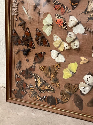 Framed butterflies and insects