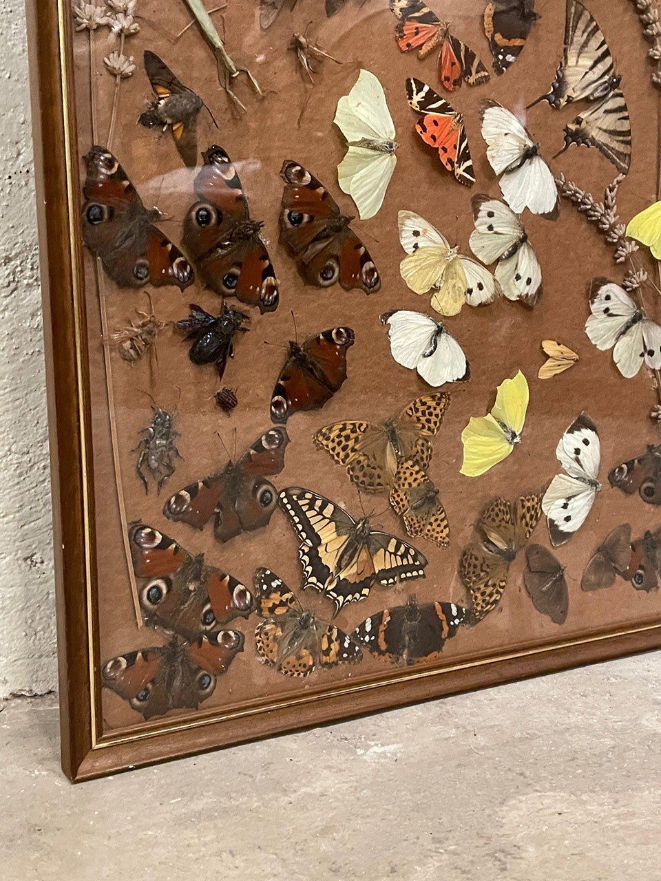 Framed butterflies and insects