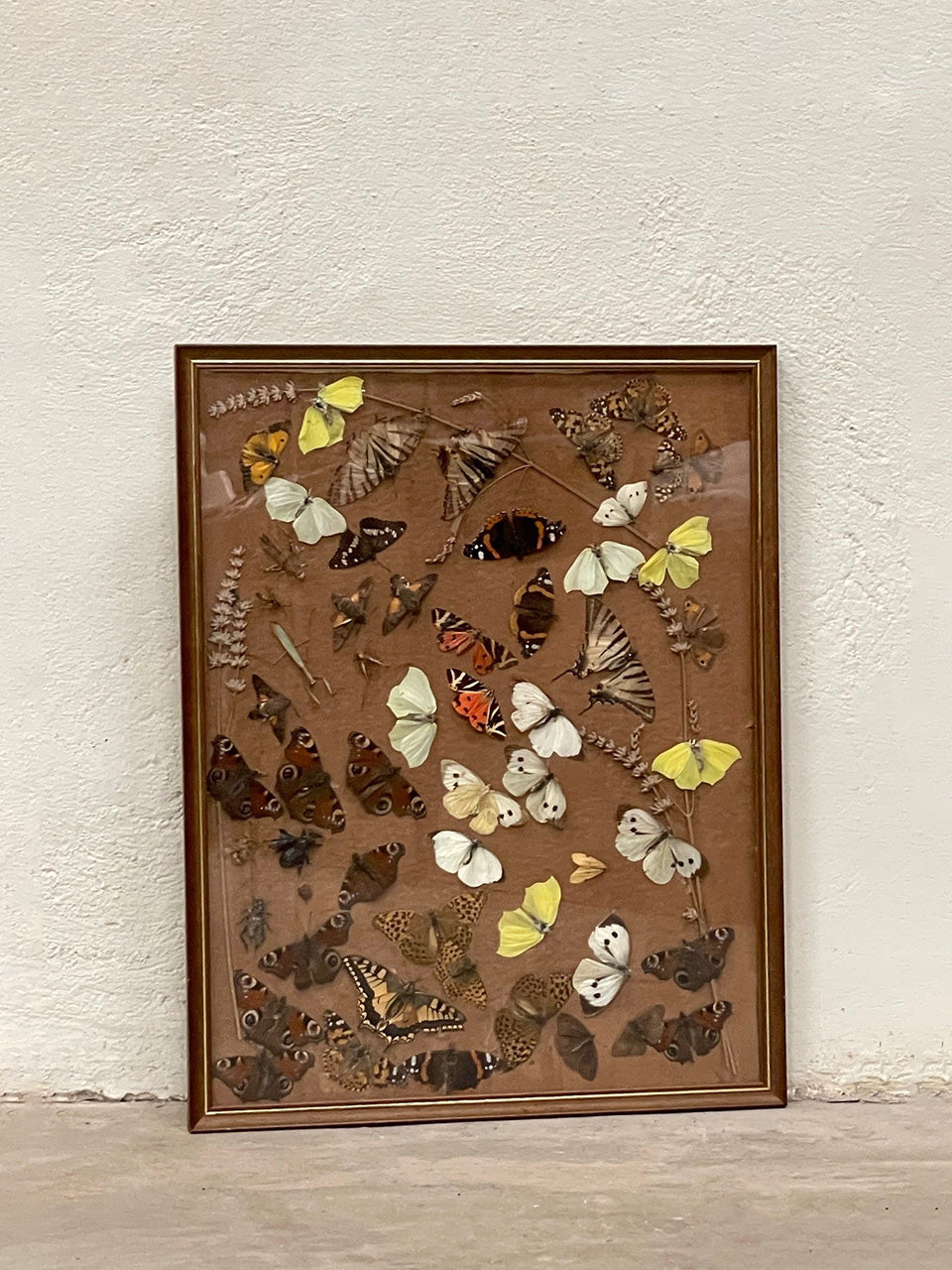 Framed butterflies and insects