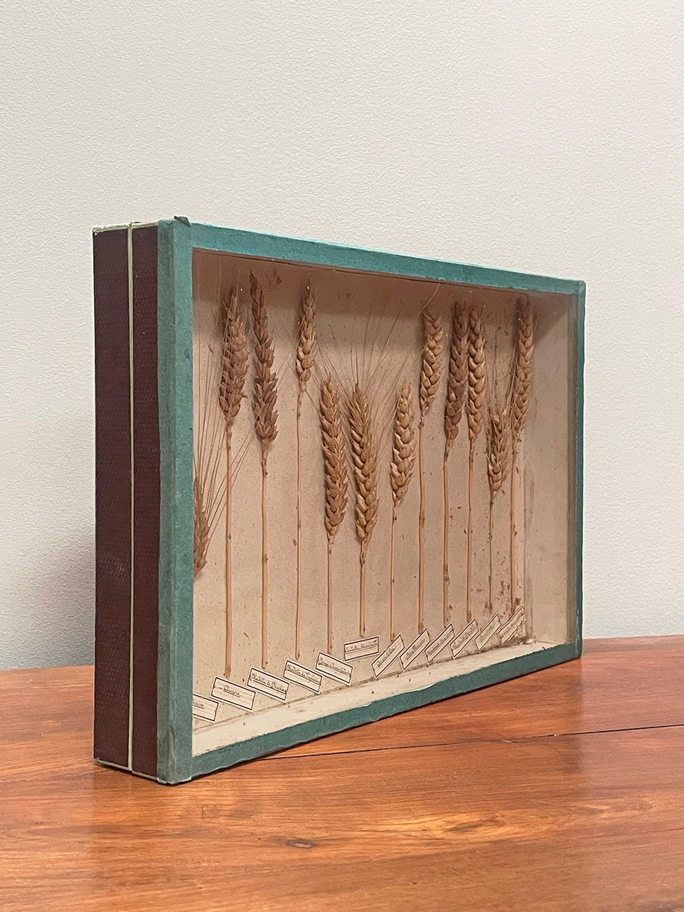 Framed corn samples