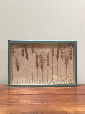 Framed corn samples