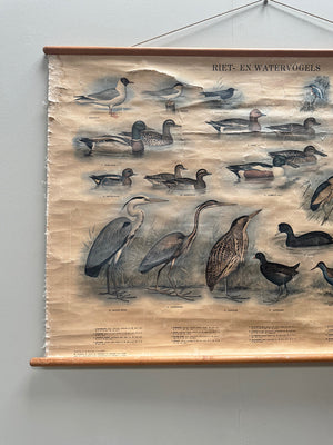 Reed and waterbirds poster