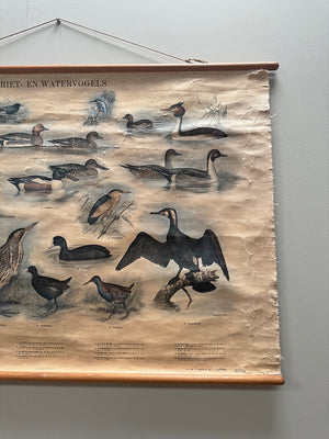 Reed and waterbirds poster