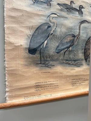Reed and waterbirds poster