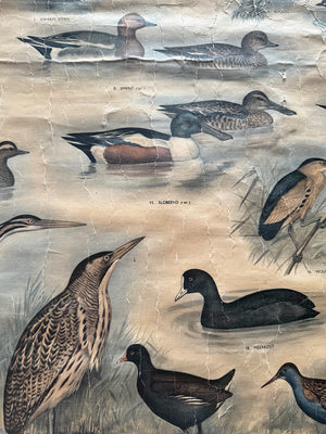 Reed and waterbirds poster