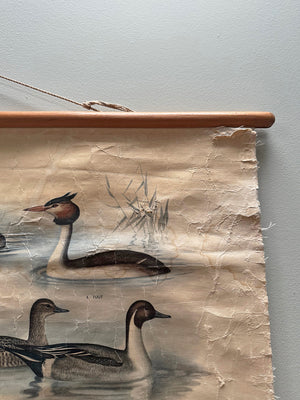 Reed and waterbirds poster