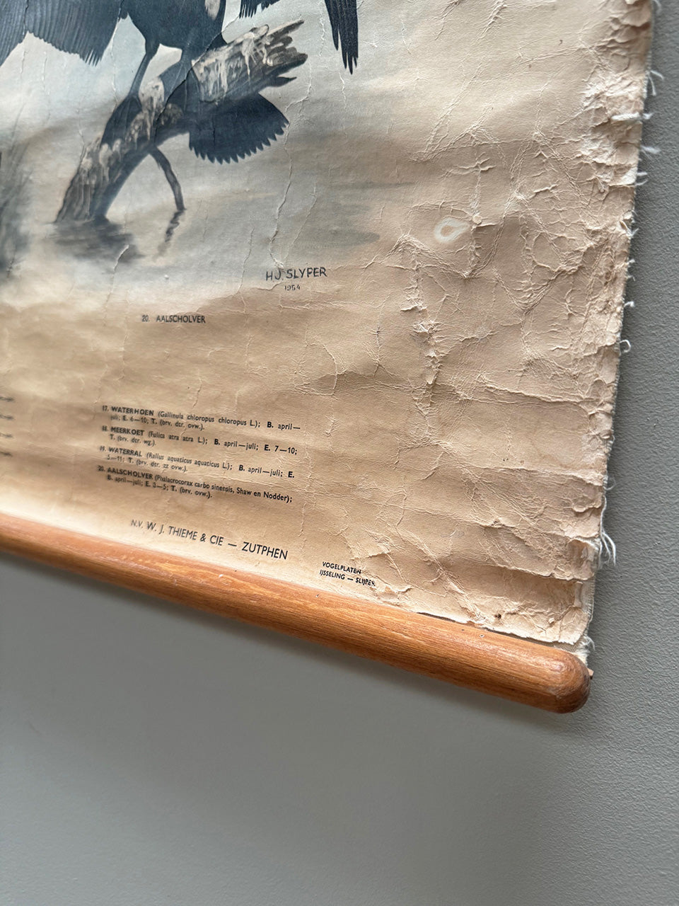 Reed and waterbirds poster