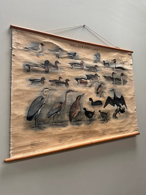 Reed and waterbirds poster