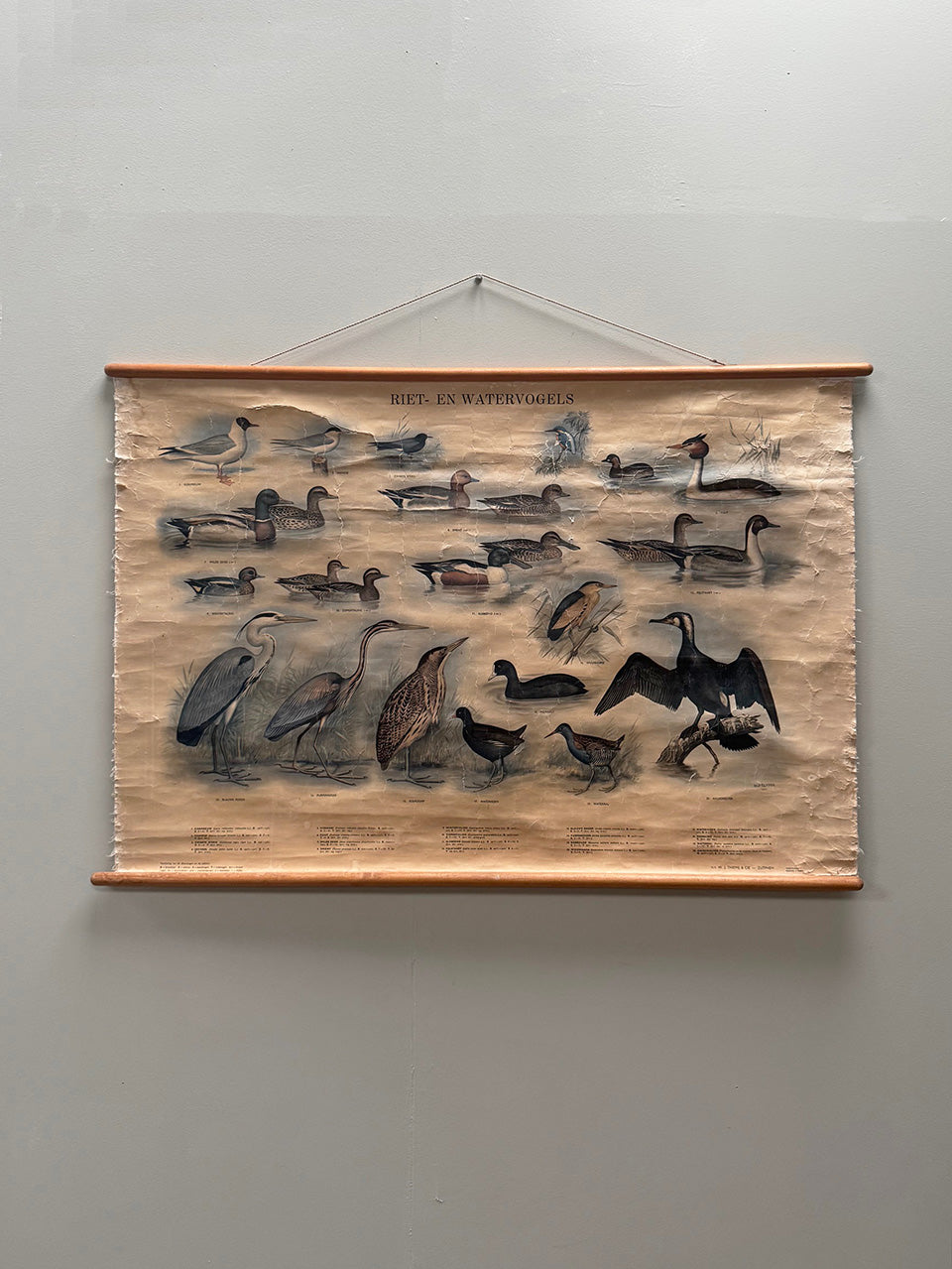 Reed and waterbirds poster